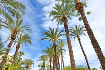 Beautiful big palm trees on blu sky. Alley of palm trees is the main tourist street Alicante, Spain, alongside the mediterranean sea. Tropical landscape with coconut palm silhouettes at the beach side