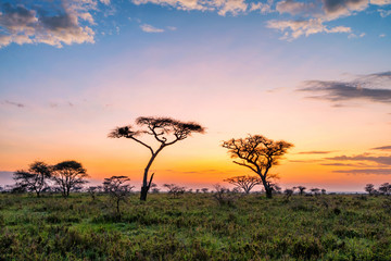 Beautiful sunset with dramatic sky in African savanna - obrazy, fototapety, plakaty