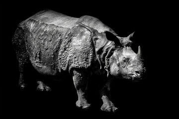 Rhino sur fond noir.