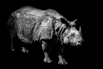 Papier Peint photo autocollant Rhinocéros Rhino sur fond noir.