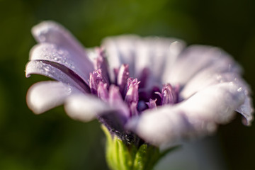 lila Bornholmmargerite