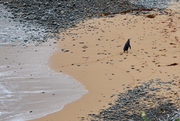Yellow-eyed penguin colony in Oamaru, South Island, New Zealand