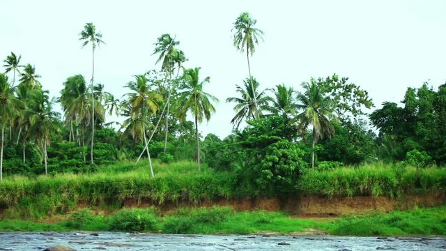 palms and river, panorama