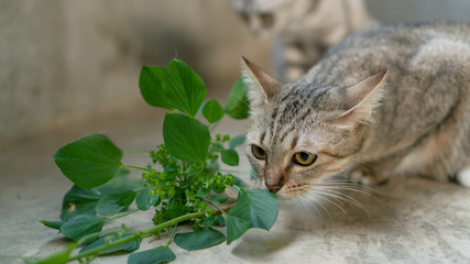 Cute cat eating Indian acalypha plant in a room.