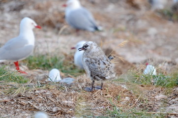 Red-billed Gull chick near Dunedin, South Island, New Zealand