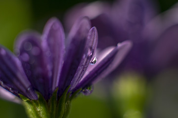 lila Bornholmmargerite