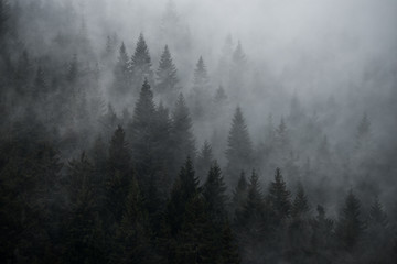 Mystic foggy forest in vintage style. Firs in the fog on the mountainside.
