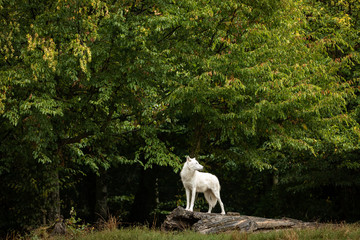Artic Wolf White Animal