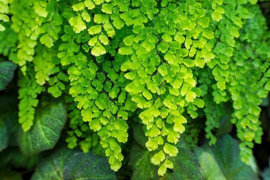 Natural fresh green leaves Maidenhair fern or Adiantum capillus veneris Leafs texture pattern for environment and ecology nature concept design background