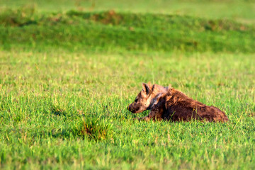 Spotted hyena or crocuta rests in savannah