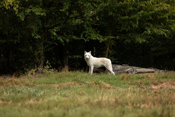 Obraz premium Artic Wolf White Animal