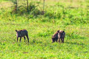 Three little pigs of Phacochoerus africanus in savanna