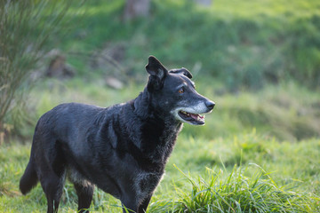 Portrait of black dog 