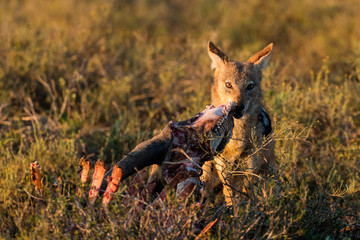 One black-backed jackal at a carcass in the early morning sun in the Addo Elephant National Park in South Africa