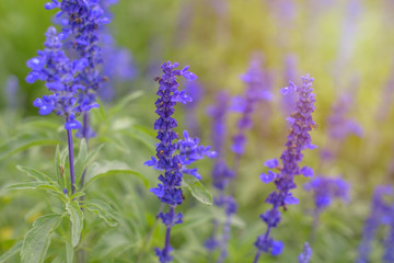 Blue salvia (Blue sage) flower