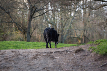 Naklejka premium Dog walking in park 