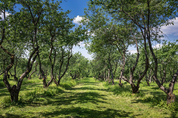 Abandoned shady alley in the park