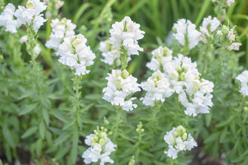physostegia summer snow