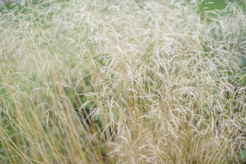 dry feather grass