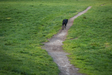 Obraz premium Wandering dog