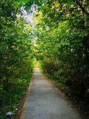 Fototapeta premium beauty in Nature day diminishing perspective direction foliage Footpath forest