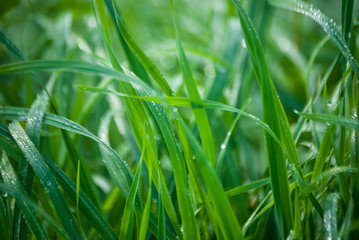 Grass