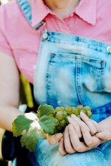 Grapes harvest. Farmers hands with freshly harvested grapes.