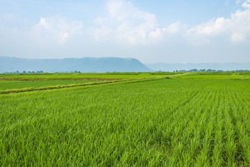 阿蘇の田園風景