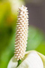 Photo of exotic tropical white anthurium, flamingo flower, in nature garden