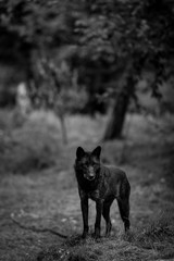 Timberwolf Black Wolf
