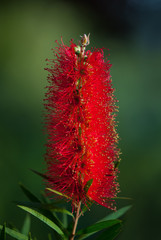 Red Callistemon flowers in the tropical garden of Bali, Indonesia