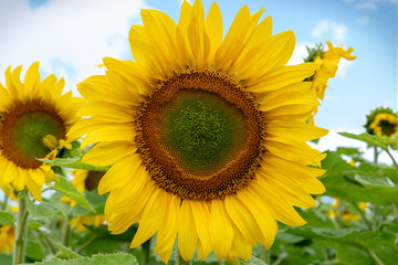 Sunflower close-up, against a blue sky and a field of sunflowers.