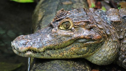 Krokodil 2