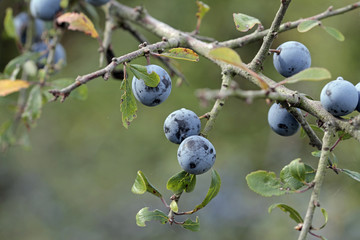 auf dem Land, eine Frau pflückt Schlehenbeeren