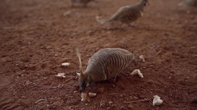 Slow motion of Spinifex/Plumed pigeons of Central Australia eating bread pieces on the ground.
