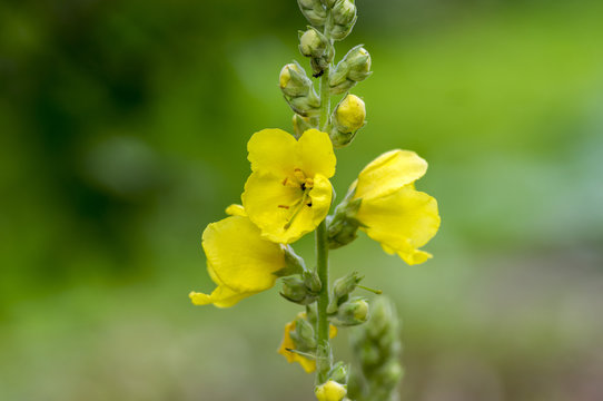 Verbascum densiflorum medicinal flowers in bloom, high yellow flowering plant