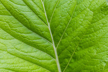 Brassica chinensis Jusl var parachinensis