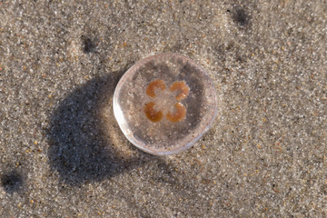 Angeschwemmte Ohrenqualle (Aurelia aurita) von unten