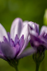 lila Bornholmmargerite