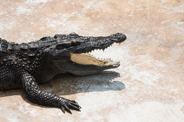 crocodile with its jaws wide open