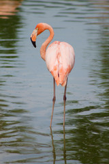 взрослый розовый фламинго чистит свои перья