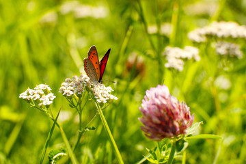 Fototapeta premium Motyl na kwiacie krwawnika. Makro. Łąka, jaskrawy motyl na kwiacie, zielona trawa pod jaskrawym letnim słońcem. Motyl na lato łące.