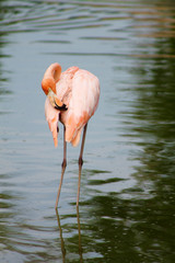 взрослый розовый фламинго чистит свои перья