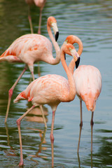 Fototapeta na wymiar группа розовых фламинго