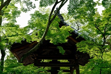 Versteckt hinter Bl&auml;ttern