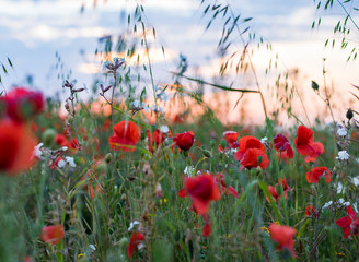 Obraz premium Field of poppies at sunset