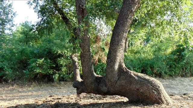 Comanche Marker Tree
