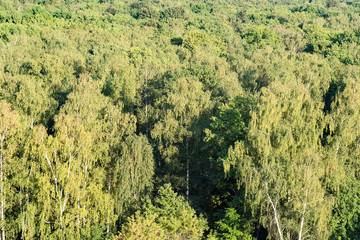 Obraz premium above view of birch grove in thick green forest