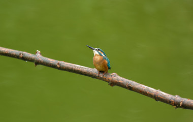 Kingfisher looking up