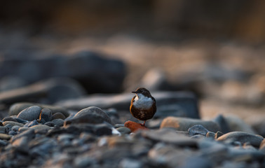 Dipper at sunset